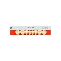 Dente Biotone Posterior/Inferior - Dentsply Sirona