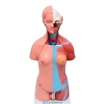 Manequim Torso Humano Bissexual com Abertura Nas Costas com 23 Partes 45cm - Sdorf Scientific
