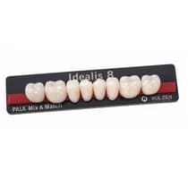Dente Idealis Posterior Inferior