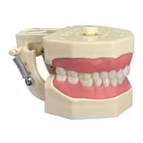 Manequim Dentística 101N