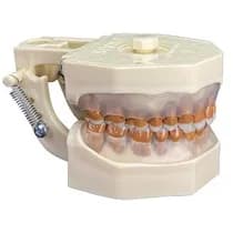 Manequim Periodontia