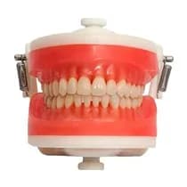 Manequim Top Dentística PD100 - Pronew