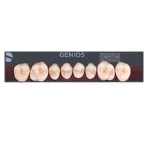 Dente Genios Posterior Superior