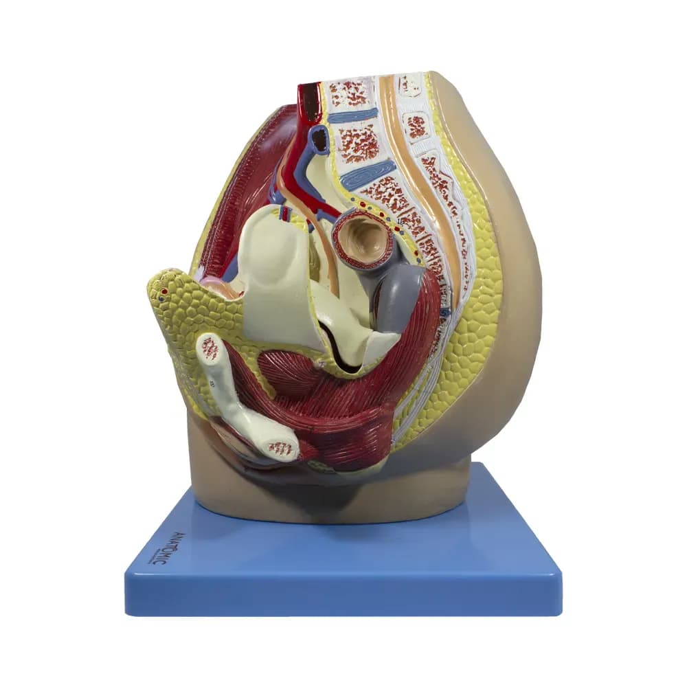 MODELO ANATÔMICO MEDIANO DA PÉLVIS FEMININA C/3 PT ANATOMIC