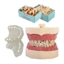 Kit Manequim Multidisciplinar 2171N - Orais