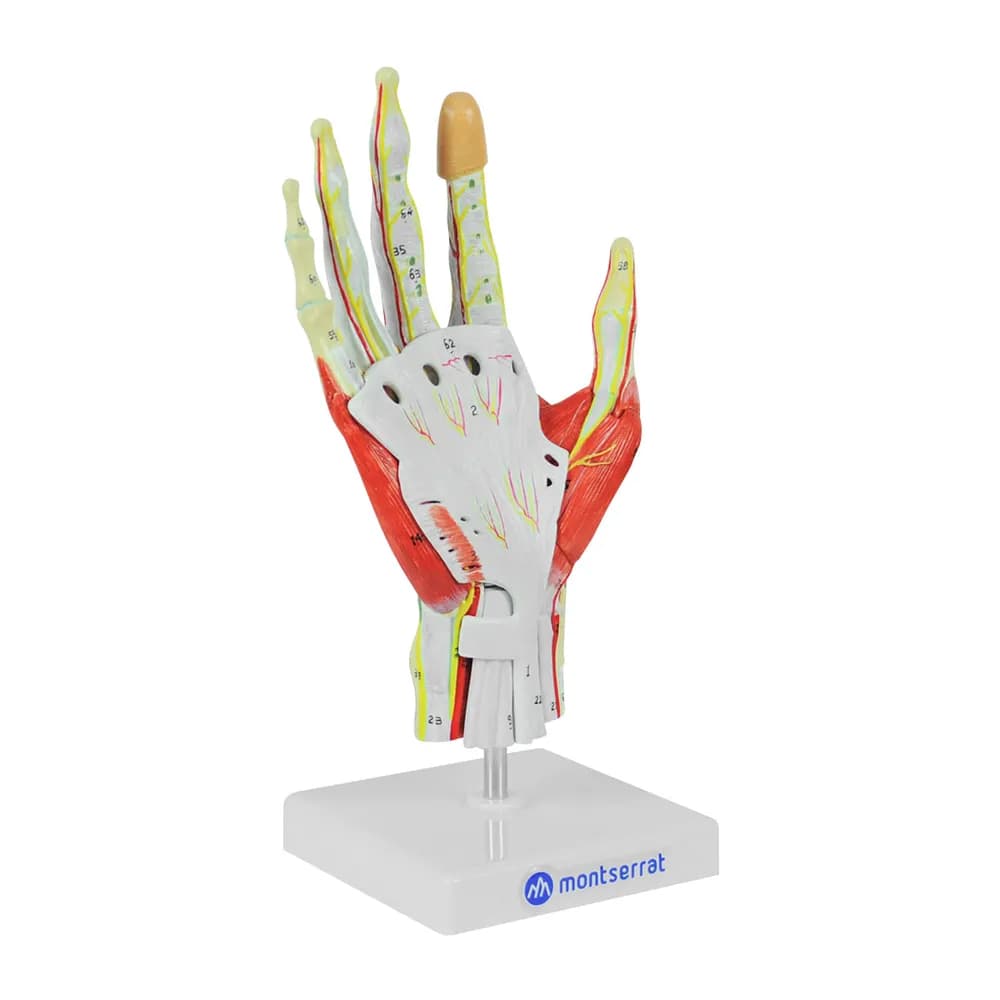 Modelo Anatômico Mão com Músculos, Ligamentos, Nervos e Artérias