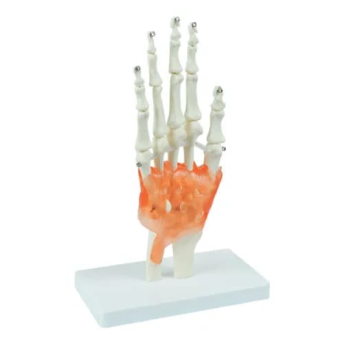 Modelo Anatômico Articulação de Mão