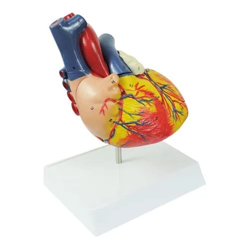 Modelo Anatômico Coração Destacável