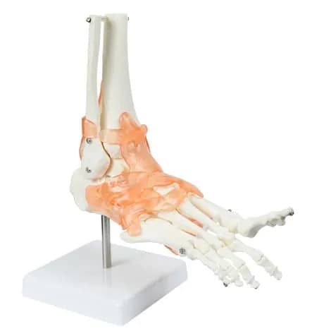 Modelo Anatômico Articulação de Pé
