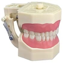 Manequim Materiais Dentários