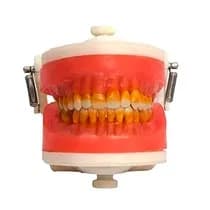 Manequim de Cirurgia com Dentes de Periodontia PD110 – Pronew