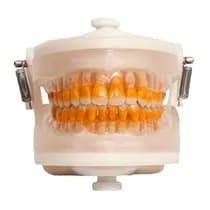 Manequim Top Periodontia I PD102 - Pronew