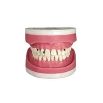 Manequim Dentística MDT 123