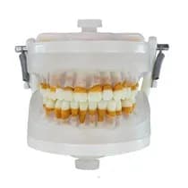 Manequim Periodontia II PD 103