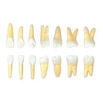 Kit Dente Endo 21-27 E 31-37 Radiopacos