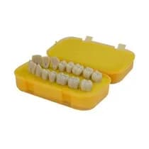 Macro Dentes Superior/Inferior Esquerdo 16 Dentes