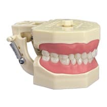Manequim Dentística 101N - Orais