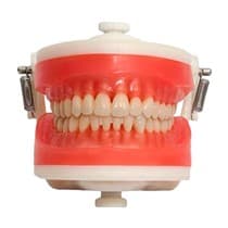 Manequim Top Dentística PD100 - Pronew