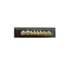 Dente New Ace Posterior Superior B1 - Kota