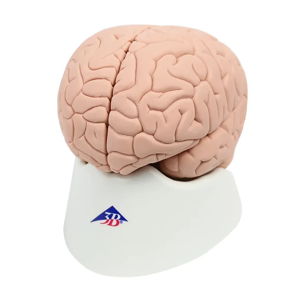 CEREBRO PARA ESTUDOS INTRODUTORIOS 2 PARTES 3B SCIENTIFIC