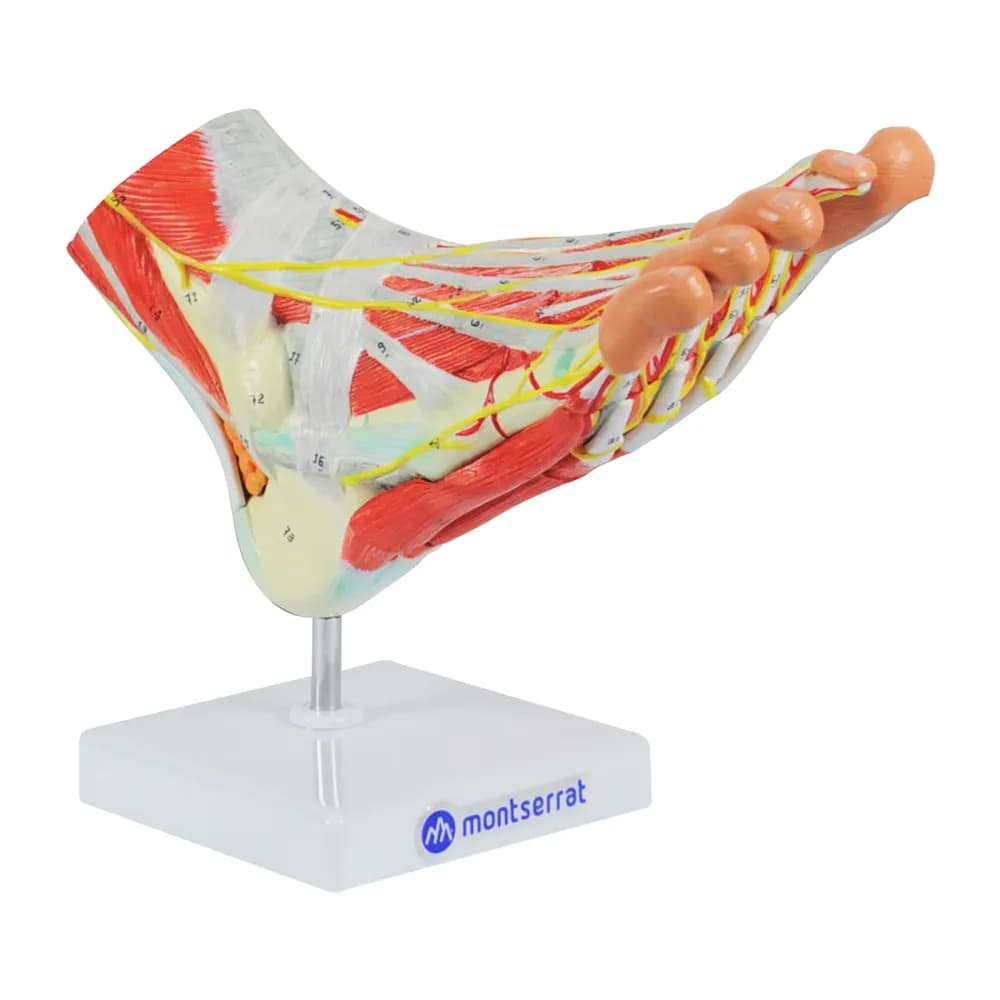 Modelo Anatômico de Pé com Músculos, Ligamentos, Nervos e Artérias