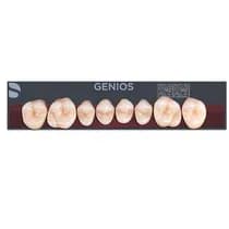 Dente Genios Posterior Inferior