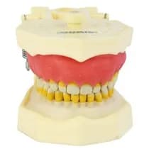 Manequim Periodontia Modelo Fg