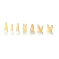 Kit Dente Endo 21 Ao 27 Radiopacos