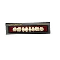 Dente Gnathostar A-D Posterior Superior SD86 - Ivoclar