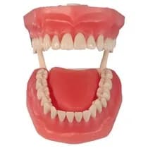 Manequim Top com Língua PD112