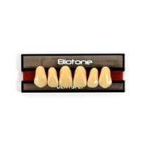 Dente Biotone Anterior Superior - Dentsply Sirona