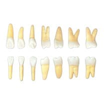 Kit Dente Endo 21-27 E 31-37 Radiopacos - Orais