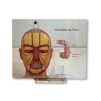 Quadro de Marcação Camadas Da Face Feminino - Archneer