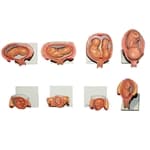 Modelo da Gravidez c/ 8 fases - Anatomic - Portal do Médico