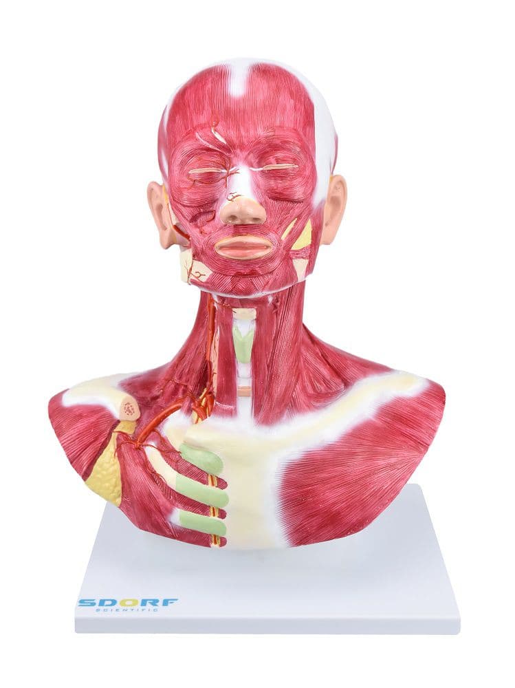 Cabeça e Pescoço com Musculatura Superficial - Portal do Médico