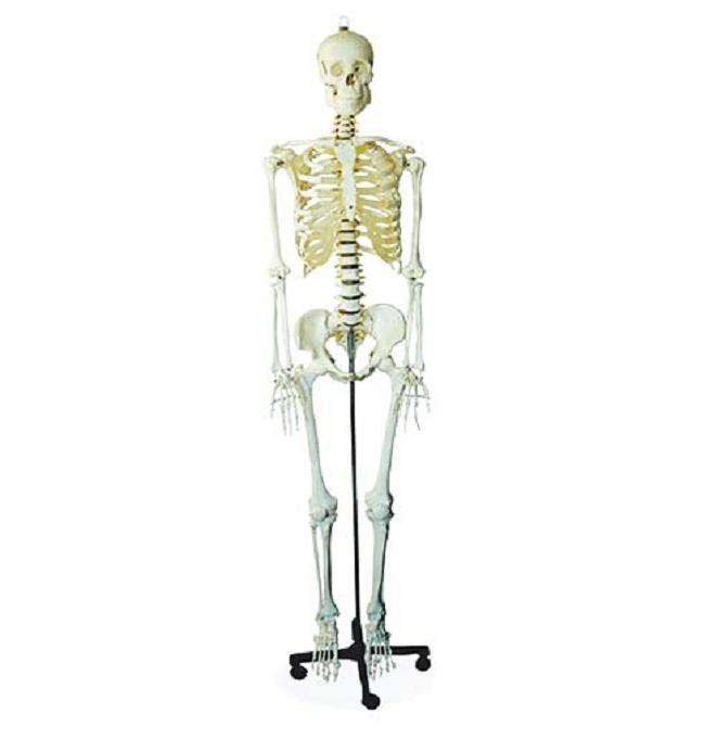 Esqueleto Humano 1.70cm Altura com Rodas - Portal do Médico