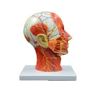 Cabeça Humana com Musculatura em Corte Mediano - Portal do Médico