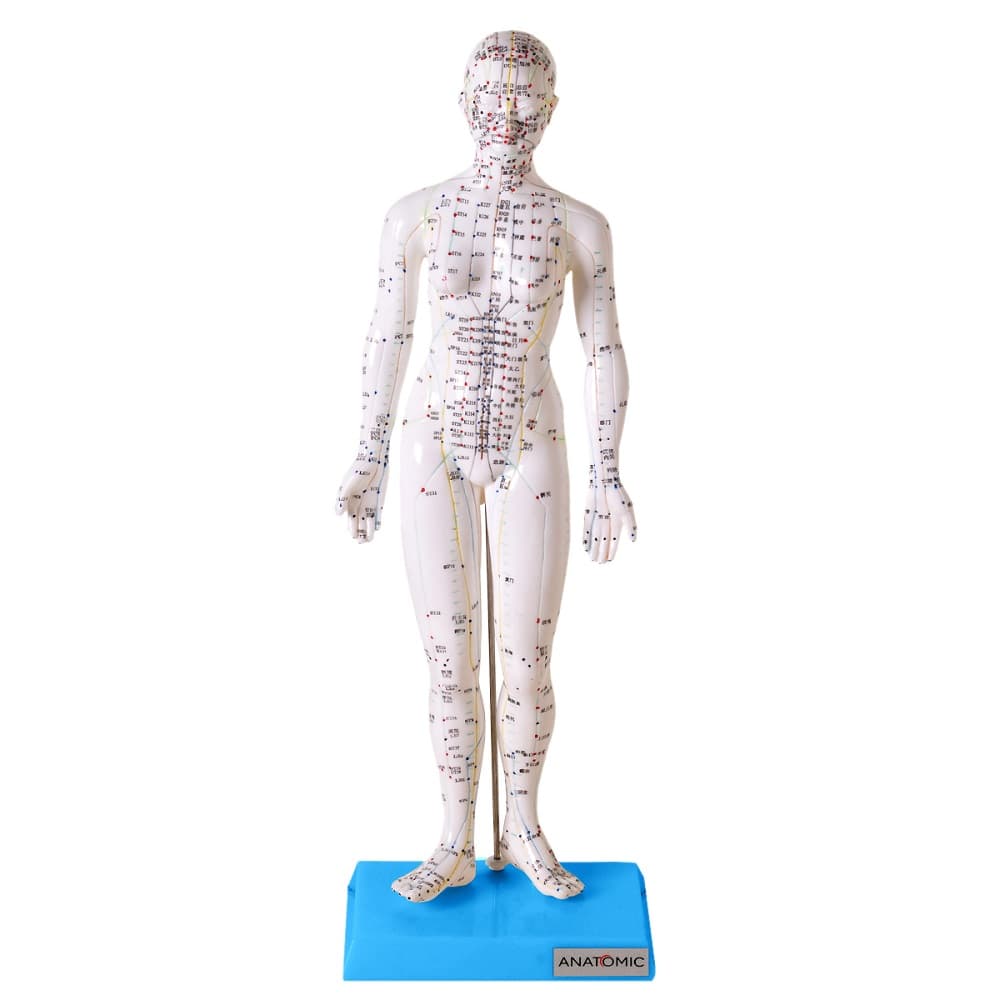Acupuntura Modelo Feminino 50 Cm Emborrachado - Portal do Médico