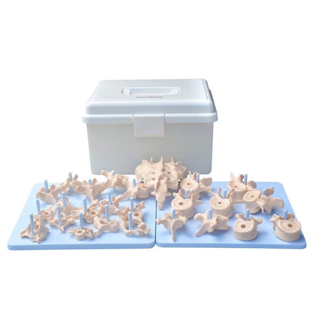 Coluna Vertebral Desarticulada - Portal do Médico