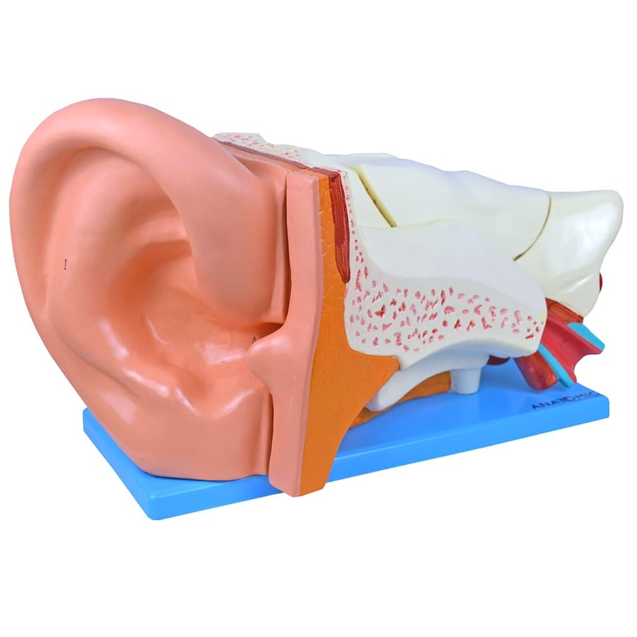 Ouvido Ampliado 3X em 6 partes, Anatomia - Portal do Médico