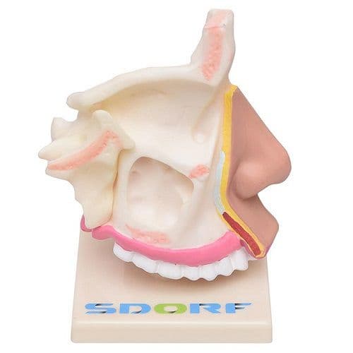 Cavidade Nasal, Anatomia - Portal do Médico