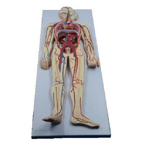 Sistema Circulatório Venoso e Arterial, em Prancha Modelo Anatomia - Portal do Médico