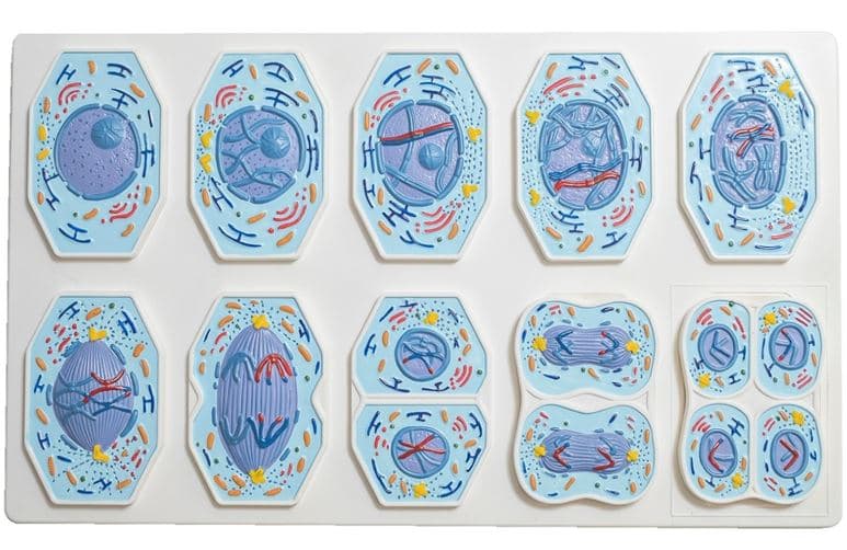 CONJUNTO DE MEIOSE EM 10 PARTES - Portal do Médico