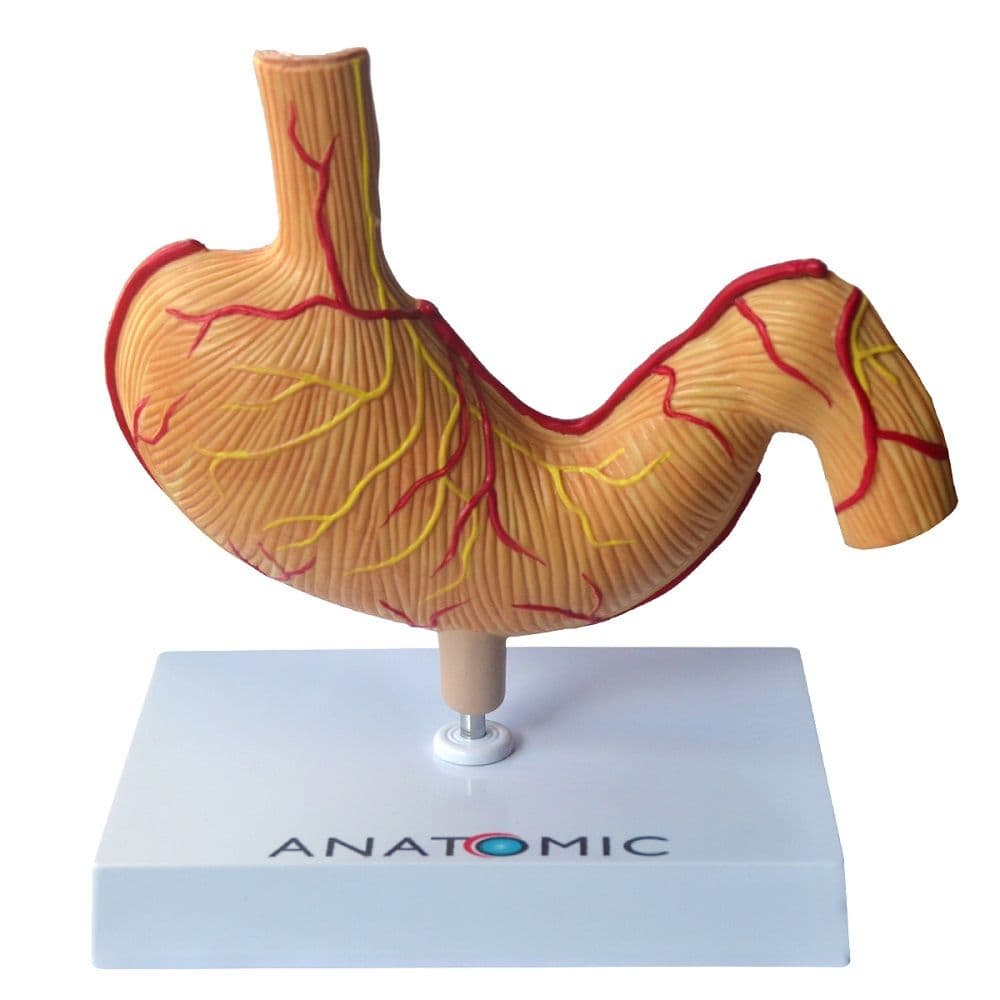 Estômago Humano com Patologias Modelo Anatomia - Portal do Médico