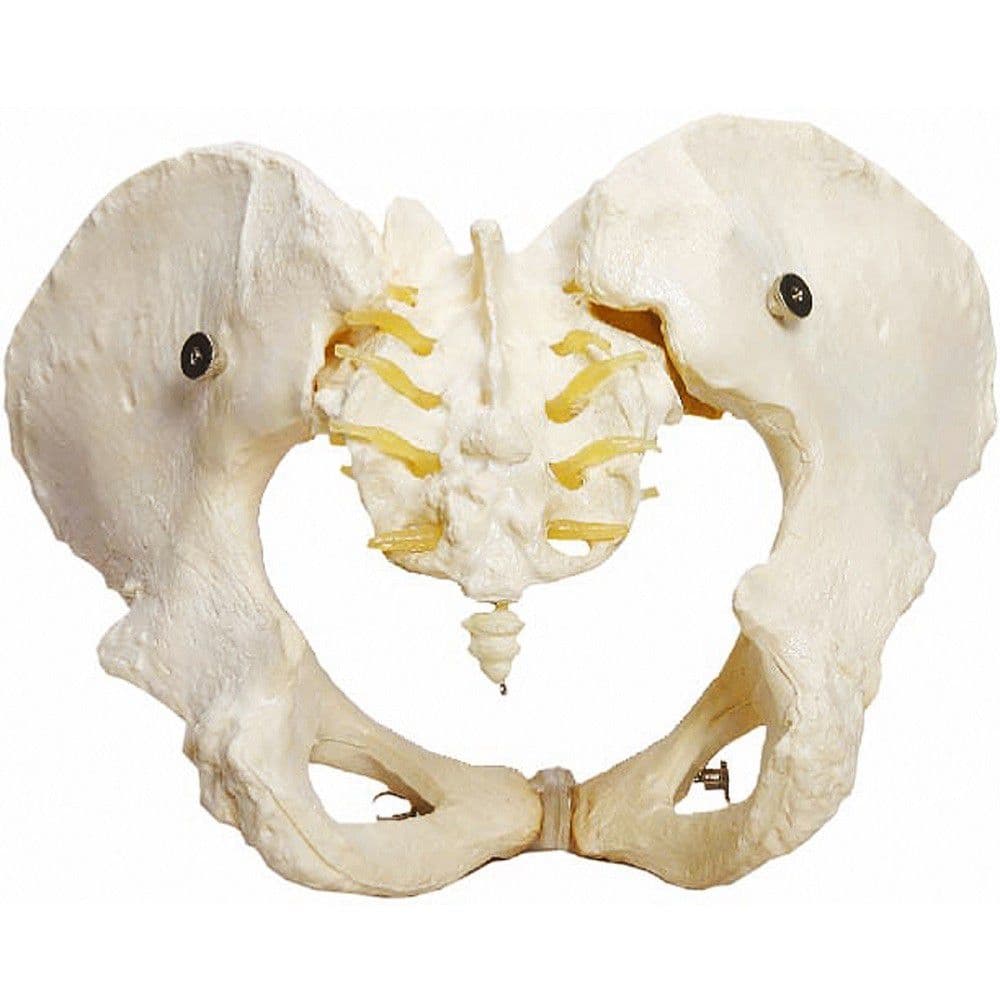 Esqueleto Pélvico, Anatomia Pelve Feminina - Portal do Médico