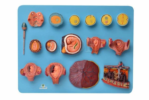 Fertilização Humana e Desenvolvimento Embrionário - Portal do Médico
