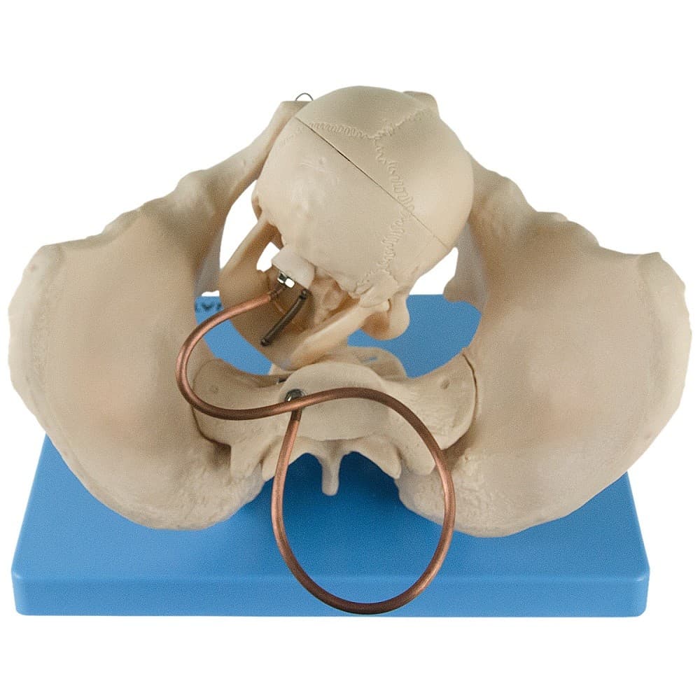 Esqueleto Pélvis Demonstração Momento Parto, Anatomia - Portal do Médico