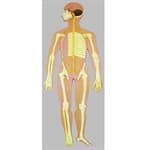 Sistema Nervoso em Prancha - Anatomic - Portal do Médico