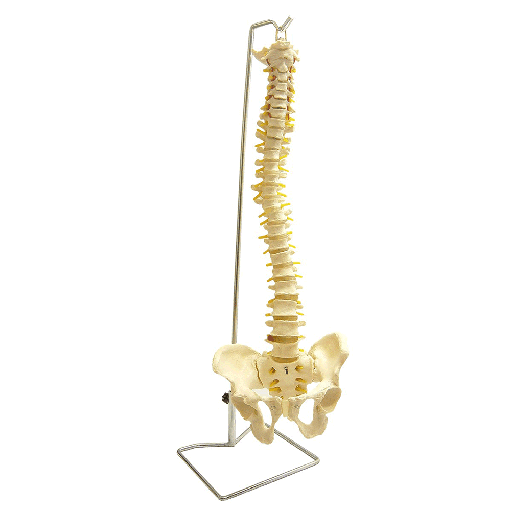 Coluna Vertical Flexivel Tamanho Natural Anatomic - Portal do Médico