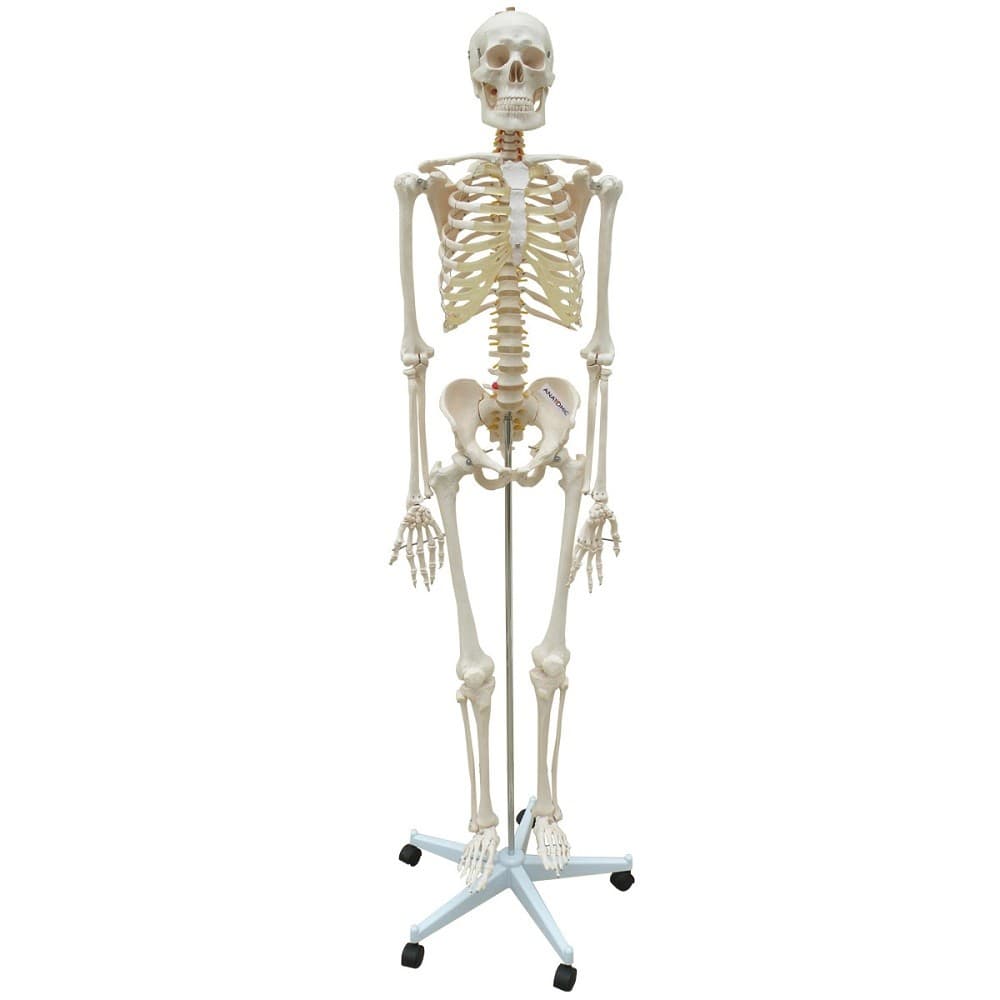 Esqueleto Humano 168 cm, Coluna Flexível, Suporte e Base Rodas - Portal do Médico